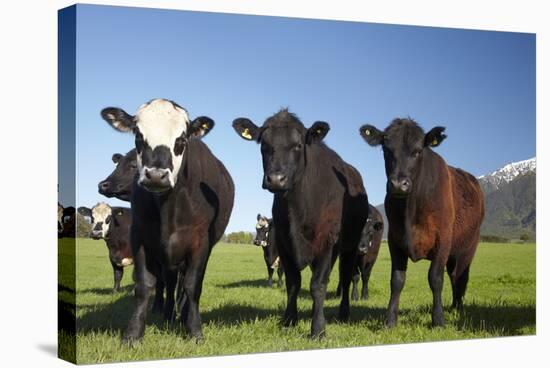 Cows, Kaikoura, Seaward Kaikoura Ranges, Marlborough, South Island, New Zealand-David Wall-Stretched Canvas