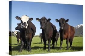 Cows, Kaikoura, Seaward Kaikoura Ranges, Marlborough, South Island, New Zealand-David Wall-Stretched Canvas