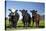 Cows, Kaikoura, Seaward Kaikoura Ranges, Marlborough, South Island, New Zealand-David Wall-Stretched Canvas