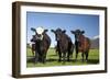 Cows, Kaikoura, Seaward Kaikoura Ranges, Marlborough, South Island, New Zealand-David Wall-Framed Photographic Print