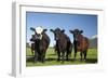 Cows, Kaikoura, Seaward Kaikoura Ranges, Marlborough, South Island, New Zealand-David Wall-Framed Photographic Print