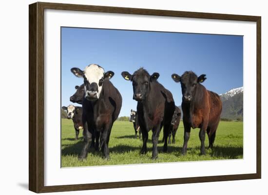 Cows, Kaikoura, Seaward Kaikoura Ranges, Marlborough, South Island, New Zealand-David Wall-Framed Photographic Print