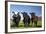 Cows, Kaikoura, Seaward Kaikoura Ranges, Marlborough, South Island, New Zealand-David Wall-Framed Photographic Print