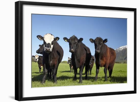 Cows, Kaikoura, Seaward Kaikoura Ranges, Marlborough, South Island, New Zealand-David Wall-Framed Photographic Print