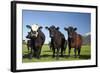 Cows, Kaikoura, Seaward Kaikoura Ranges, Marlborough, South Island, New Zealand-David Wall-Framed Photographic Print