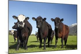 Cows, Kaikoura, Seaward Kaikoura Ranges, Marlborough, South Island, New Zealand-David Wall-Mounted Photographic Print