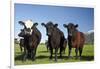 Cows, Kaikoura, Seaward Kaikoura Ranges, Marlborough, South Island, New Zealand-David Wall-Framed Photographic Print