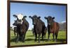 Cows, Kaikoura, Seaward Kaikoura Ranges, Marlborough, South Island, New Zealand-David Wall-Framed Photographic Print