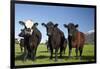 Cows, Kaikoura, Seaward Kaikoura Ranges, Marlborough, South Island, New Zealand-David Wall-Framed Photographic Print