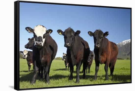 Cows, Kaikoura, Seaward Kaikoura Ranges, Marlborough, South Island, New Zealand-David Wall-Framed Stretched Canvas