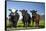 Cows, Kaikoura, Seaward Kaikoura Ranges, Marlborough, South Island, New Zealand-David Wall-Framed Stretched Canvas