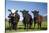 Cows, Kaikoura, Seaward Kaikoura Ranges, Marlborough, South Island, New Zealand-David Wall-Stretched Canvas