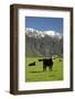 Cows, Kaikoura, Seaward Kaikoura Ranges, Marlborough, South Island, New Zealand-David Wall-Framed Photographic Print