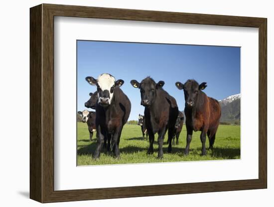 Cows, Kaikoura, Seaward Kaikoura Ranges, Marlborough, South Island, New Zealand-David Wall-Framed Photographic Print