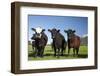 Cows, Kaikoura, Seaward Kaikoura Ranges, Marlborough, South Island, New Zealand-David Wall-Framed Photographic Print