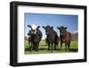 Cows, Kaikoura, Seaward Kaikoura Ranges, Marlborough, South Island, New Zealand-David Wall-Framed Photographic Print