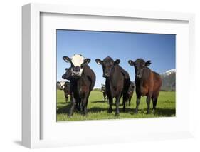 Cows, Kaikoura, Seaward Kaikoura Ranges, Marlborough, South Island, New Zealand-David Wall-Framed Photographic Print