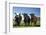 Cows, Kaikoura, Seaward Kaikoura Ranges, Marlborough, South Island, New Zealand-David Wall-Framed Photographic Print