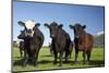 Cows, Kaikoura, Seaward Kaikoura Ranges, Marlborough, South Island, New Zealand-David Wall-Mounted Photographic Print