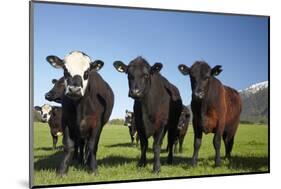 Cows, Kaikoura, Seaward Kaikoura Ranges, Marlborough, South Island, New Zealand-David Wall-Mounted Photographic Print