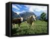 Cows Near Grindelwald, Bernese Oberland, Swiss Alps, Switzerland-Hans Peter Merten-Framed Stretched Canvas