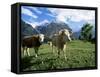 Cows Near Grindelwald, Bernese Oberland, Swiss Alps, Switzerland-Hans Peter Merten-Framed Stretched Canvas