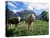 Cows Near Grindelwald, Bernese Oberland, Swiss Alps, Switzerland-Hans Peter Merten-Stretched Canvas
