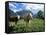Cows Near Grindelwald, Bernese Oberland, Swiss Alps, Switzerland-Hans Peter Merten-Framed Stretched Canvas