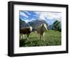 Cows Near Grindelwald, Bernese Oberland, Swiss Alps, Switzerland-Hans Peter Merten-Framed Photographic Print