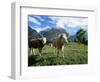 Cows Near Grindelwald, Bernese Oberland, Swiss Alps, Switzerland-Hans Peter Merten-Framed Photographic Print