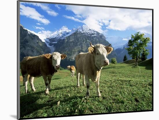 Cows Near Grindelwald, Bernese Oberland, Swiss Alps, Switzerland-Hans Peter Merten-Mounted Photographic Print