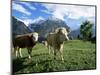 Cows Near Grindelwald, Bernese Oberland, Swiss Alps, Switzerland-Hans Peter Merten-Mounted Photographic Print