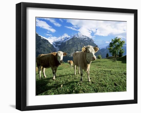 Cows Near Grindelwald, Bernese Oberland, Swiss Alps, Switzerland-Hans Peter Merten-Framed Photographic Print