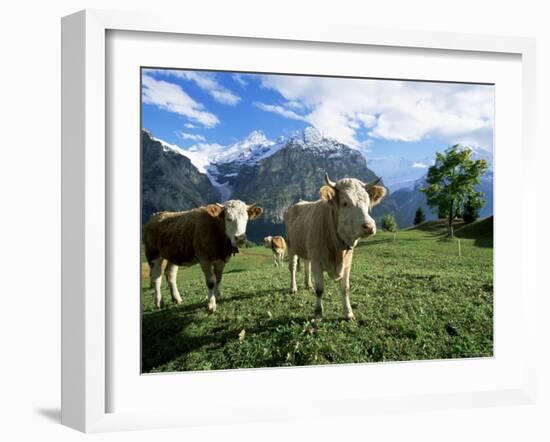 Cows Near Grindelwald, Bernese Oberland, Swiss Alps, Switzerland-Hans Peter Merten-Framed Photographic Print