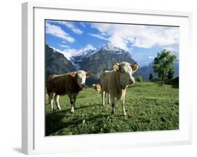 Cows Near Grindelwald, Bernese Oberland, Swiss Alps, Switzerland-Hans Peter Merten-Framed Photographic Print