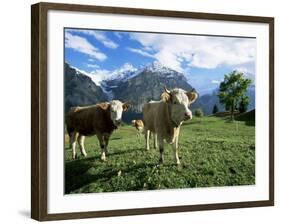 Cows Near Grindelwald, Bernese Oberland, Swiss Alps, Switzerland-Hans Peter Merten-Framed Photographic Print