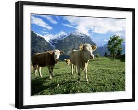 Cows Near Grindelwald, Bernese Oberland, Swiss Alps, Switzerland-Hans Peter Merten-Framed Photographic Print