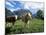 Cows Near Grindelwald, Bernese Oberland, Swiss Alps, Switzerland-Hans Peter Merten-Mounted Photographic Print