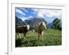 Cows Near Grindelwald, Bernese Oberland, Swiss Alps, Switzerland-Hans Peter Merten-Framed Photographic Print