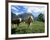 Cows Near Grindelwald, Bernese Oberland, Swiss Alps, Switzerland-Hans Peter Merten-Framed Photographic Print