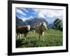 Cows Near Grindelwald, Bernese Oberland, Swiss Alps, Switzerland-Hans Peter Merten-Framed Photographic Print