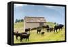 Cows of Aosta Valley, Vetan, Aosta Valley, Italian Alps, Italy, Europe-Nico Tondini-Framed Stretched Canvas