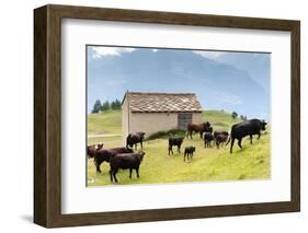 Cows of Aosta Valley, Vetan, Aosta Valley, Italian Alps, Italy, Europe-Nico Tondini-Framed Photographic Print