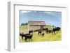 Cows of Aosta Valley, Vetan, Aosta Valley, Italian Alps, Italy, Europe-Nico Tondini-Framed Photographic Print