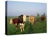 Cows on a Polder in the Early Morning, with a Windmill in the Background, in Holland, Europe-Groenendijk Peter-Stretched Canvas