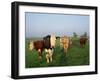 Cows on a Polder in the Early Morning, with a Windmill in the Background, in Holland, Europe-Groenendijk Peter-Framed Photographic Print