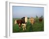 Cows on a Polder in the Early Morning, with a Windmill in the Background, in Holland, Europe-Groenendijk Peter-Framed Photographic Print