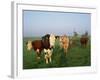 Cows on a Polder in the Early Morning, with a Windmill in the Background, in Holland, Europe-Groenendijk Peter-Framed Photographic Print