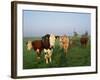 Cows on a Polder in the Early Morning, with a Windmill in the Background, in Holland, Europe-Groenendijk Peter-Framed Photographic Print