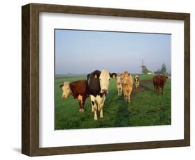 Cows on a Polder in the Early Morning, with a Windmill in the Background, in Holland, Europe-Groenendijk Peter-Framed Photographic Print